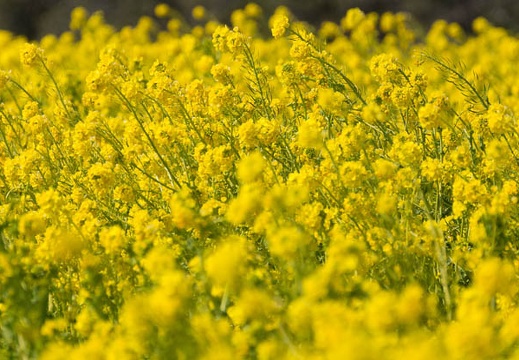201303031109-DSC01667.jpg
