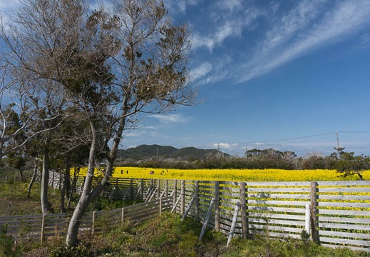 201303031111-DSC02058N.jpg