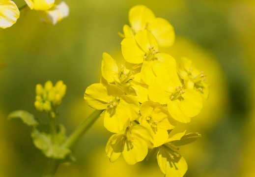 201303031118-DSC01676.jpg