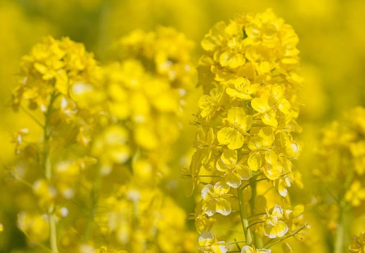201303031122-DSC01692.jpg