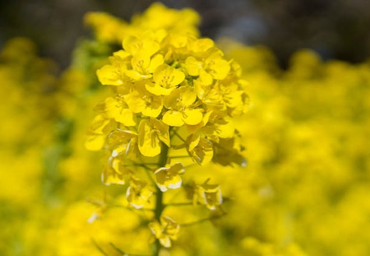 201303031129-DSC01716.jpg