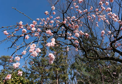 201303041352-DSC02327.jpg
