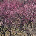 201303061029-DSC02272.jpg