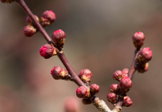 201303071123-DSC02535.jpg