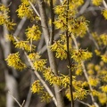 201303071127-DSC02544.jpg