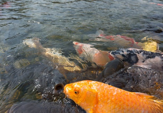 201303071140-DSC02452N.jpg