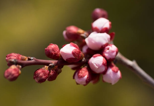 201303071148-DSC02603.jpg