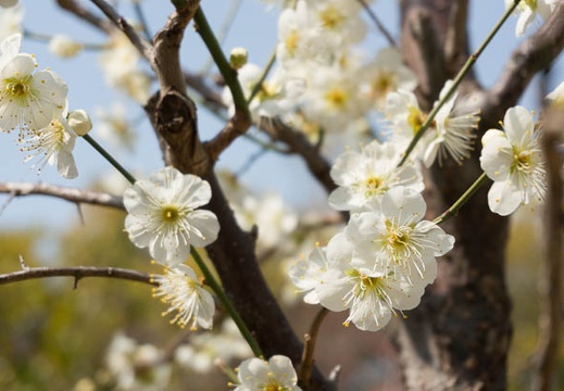 201303071156-DSC02472N.jpg