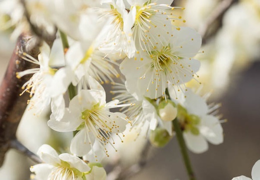 201303071201-DSC02665.jpg