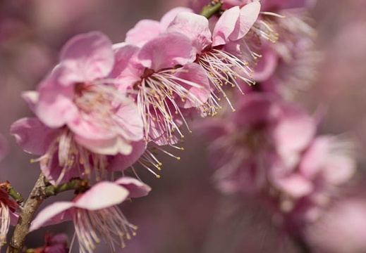 201303091455-DSC02760.jpg