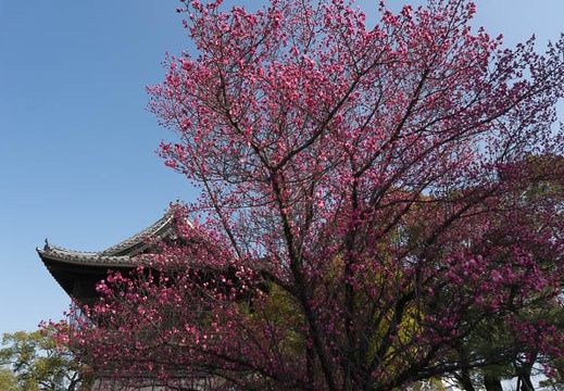 201303091503-DSC02526N.jpg