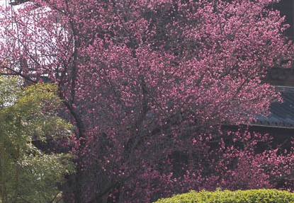 201303091508-DSC02776.jpg