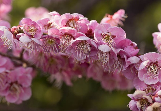 201303091515-DSC02795.jpg