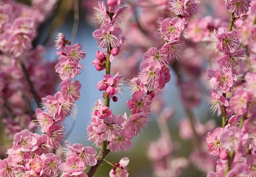 201303091516-DSC02798.jpg