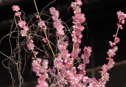 201303091517-DSC02803.jpg