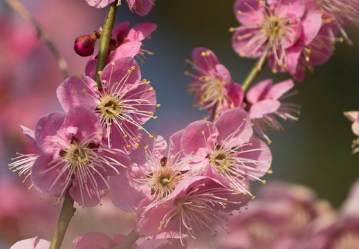 201303091520-DSC02826.jpg