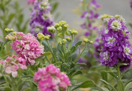 201303101100-DSC02867.jpg