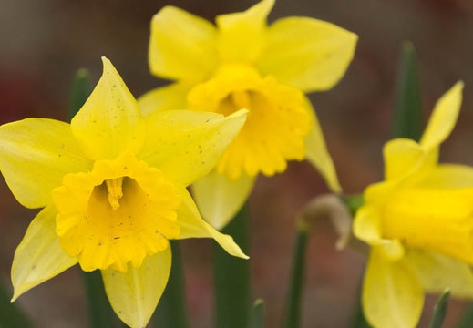 201303101104-DSC02873.jpg