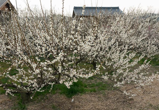 201303101122-DSC02583N.jpg