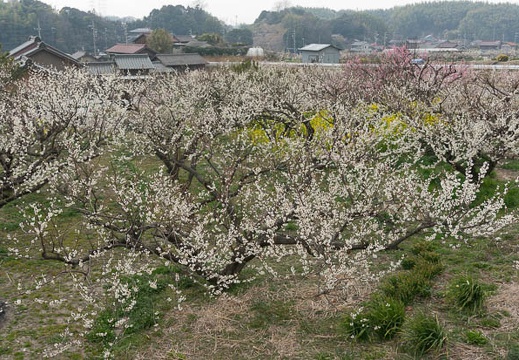 201303101124-DSC02586N.jpg