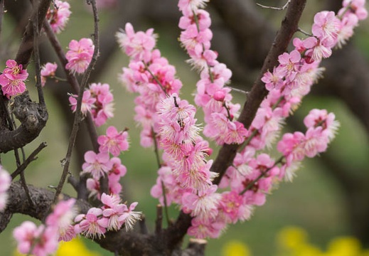 201303101125-DSC02915.jpg