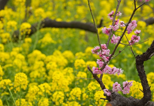 201303101125-DSC02917.jpg