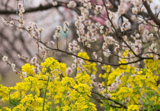 201303101135-DSC02942.jpg