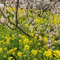 201303101145-DSC02965.jpg