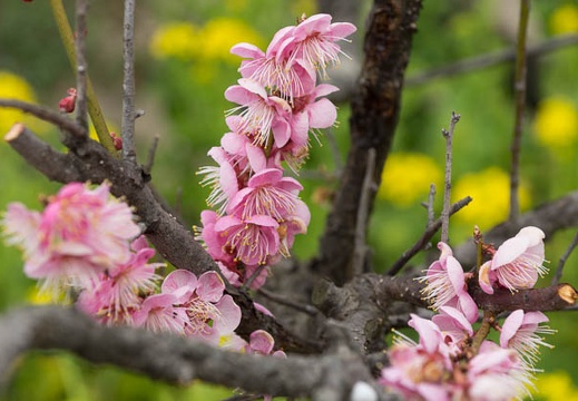 201303101146-DSC02970.jpg