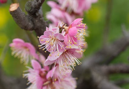 201303101148-DSC02973.jpg
