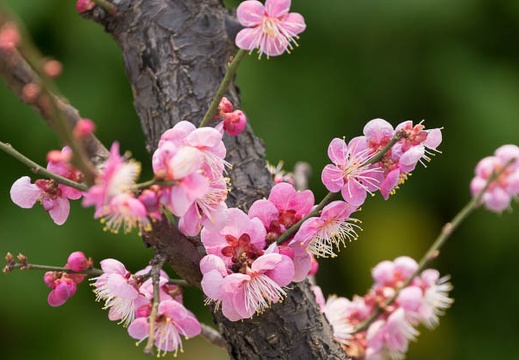 201303101159-DSC03008.jpg
