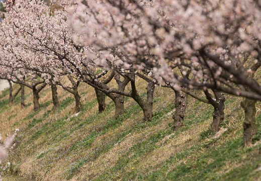 201303101202-DSC03020.jpg