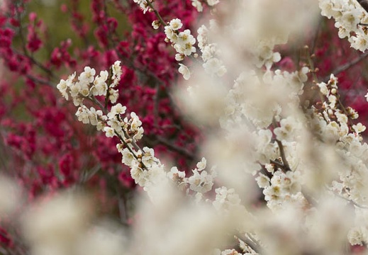201303101236-DSC03044.jpg