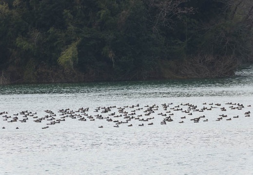 201303101245-DSC03054.jpg