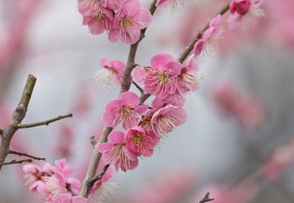 201303101250-DSC03064.jpg