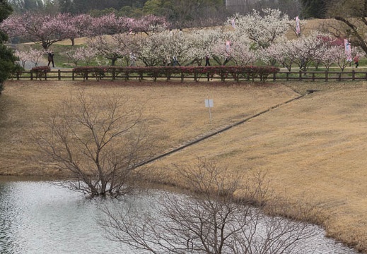 201303101251-DSC03069.jpg