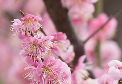 201303101256-DSC03081.jpg