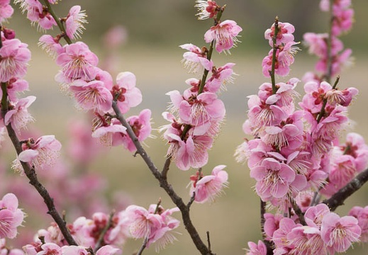 201303101257-DSC03083.jpg