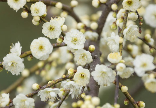 201303101321-DSC03128.jpg