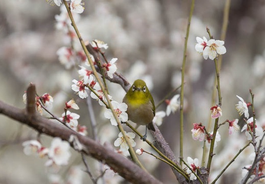 201303101431-DSC03160.jpg