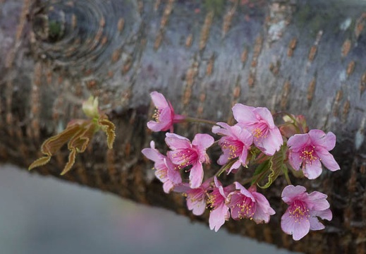 201303110612-DSC03222.jpg