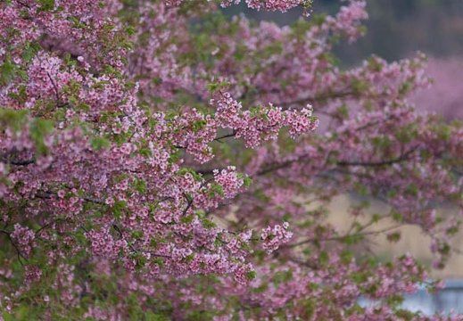 201303110618-DSC03230.jpg