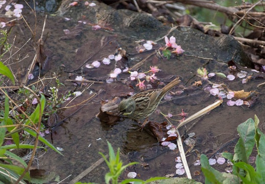201303110622-DSC03241.jpg