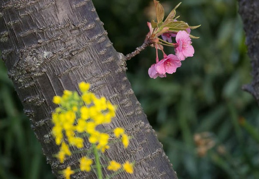 201303110636-DSC03256.jpg