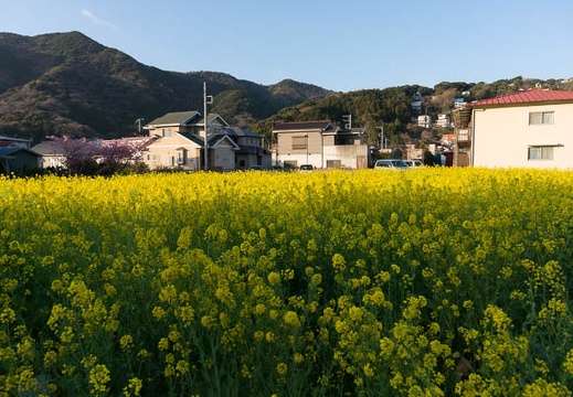 201303110657-DSC02732N.jpg