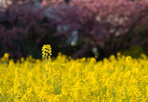201303110700-DSC03267.jpg