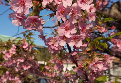 201303110707-DSC02742N.jpg
