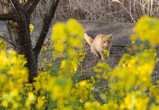 201303110725-DSC03295.jpg