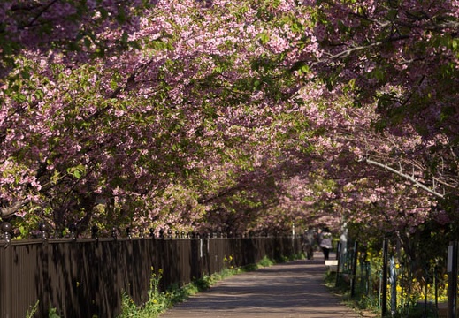 201303110813-DSC03439.jpg