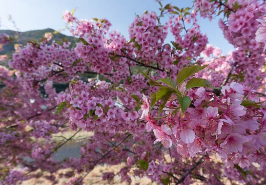 201303110836-DSC02829N.jpg
